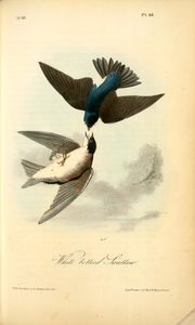 John James Audubon - Whit-bellied Swallow
