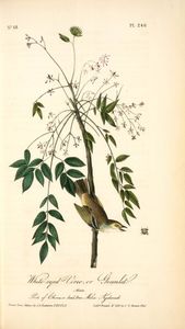 John James Audubon - White-eyed Vireo, or Greenlet. Male. (Pride of China, or bead tree. Melia Azedarach.)