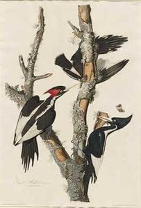 Robert Havell - Ivory-billed Woodpecker