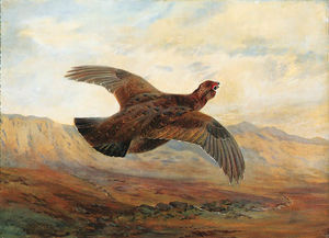 Archibald Thorburn - A Red Grouse In Flight Above Moorland