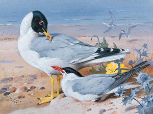 Archibald Thorburn - Great Black-Headed Gull And Caspian Tern