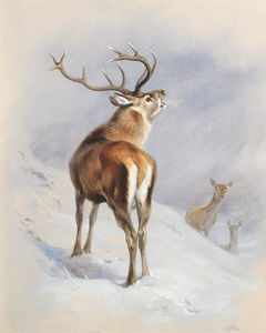 Archibald Thorburn - Red Deer, A Royal Roaring