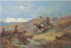 Archibald Thorburn - Red Grouse On Moorland