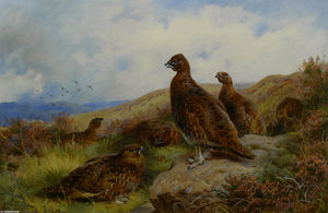 Archibald Thorburn - Red Grouse Packing
