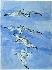 David Cox - Study Of Seagulls