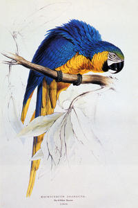 Edward Lear - Blue And Yellow Macaw