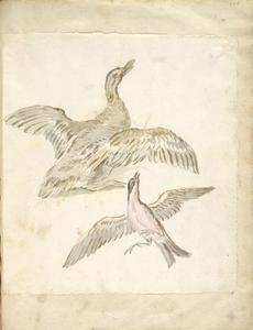 Jean-Baptiste Oudry - Duck and Bird, both with Wings Extended