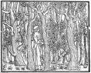 Aldus Pius Manutius - Poliphilus in a Wood