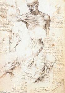 Leonardo Da Vinci - Anatomical studies of a male shoulder