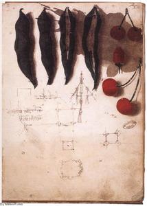 Leonardo Da Vinci - Fruit, vegetables and other studies