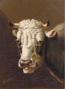 Albertus Verhoesen - A Cow-s Head