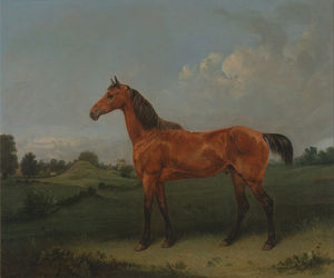 Edmund Bristow - A Bay Horse In A Field