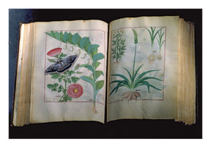 Robinet Testard - Two Pages Depicting Rose And Garlic,