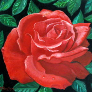 Rose Maynard Barton - Red Rose