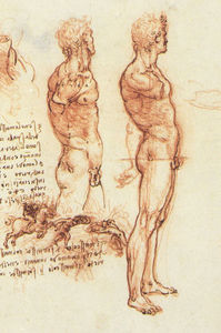 Leonardo Da Vinci - Male anatomy