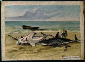Thomas Baines - Man measuring two dead sharks on a beach