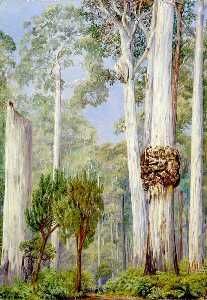  Paintings Reproductions Karri Gums near the Warren River, West Australia, 1883 by Marianne North (1830-1890, United Kingdom) | WahooArt.com