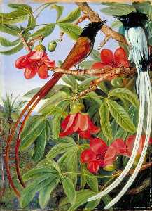 Marianne North - Foliage and Flowers of the Red Cotton Tree and a Pair of Long Tailed Fly Catchers, Ceylon