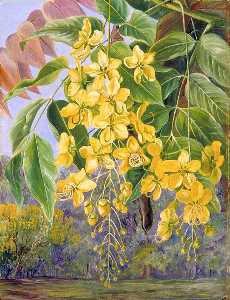 Marianne North - Foliage and Flowers and a Pod of the Amaltas or Indian Laburnum