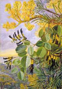  Museum Art Reproductions Flowers of the Flame Tree and Yellow and Black Twiner, West Australia, 1883 by Marianne North (1830-1890, United Kingdom) | WahooArt.com