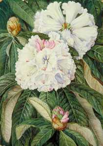 Marianne North - Foliage and Flowers of the Indian Rhododendron grande