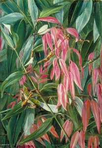 Marianne North - Young Shoots of the Iron Wood Tree