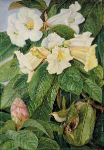 Marianne North - Rhododendron nuttallii and Tailor Bird, North India