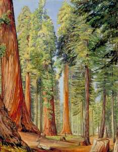Marianne North - The Calaveras Grove of the Big Tree or Wellingtonia, in the Evening
