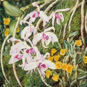 Marianne North - Orchids of Tropical Asia