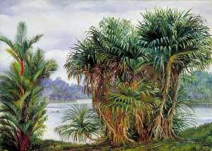 Marianne North - A Clump of Screw Pine and Palm with a Glimpse of the River, Sarawak, Borneo