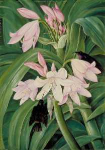 Marianne North - Crinum moorei and Honeysuckers, Bashi River, South Africa