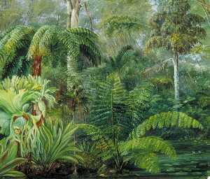 Marianne North - Palms and Ferns, a Scene in the Botanic Garden, Queensland
