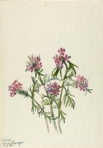 Mary Morris Vaux Walcott - Vervain (Verbena wrightii)