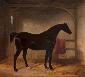 Henry Barraud - Black Horse in a Loose Box