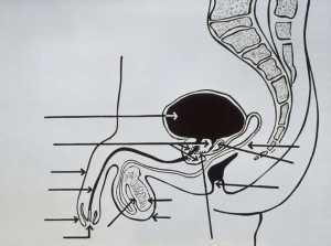 Andy Warhol - Male Genital Diagram