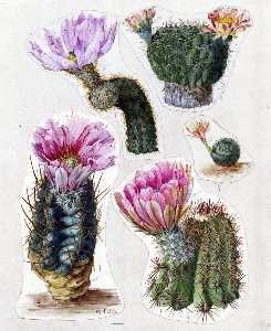 Mary Emily Eaton - Illustrations of multiple cactus species