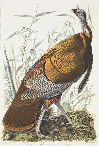 John James Audubon - Vulgo (Wild Turkey) Meleagris gallapavo