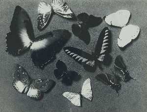 Man Ray - Butterflies