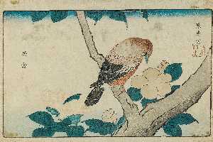 Kitao Shigemasa - Sparrowhawk and camellia